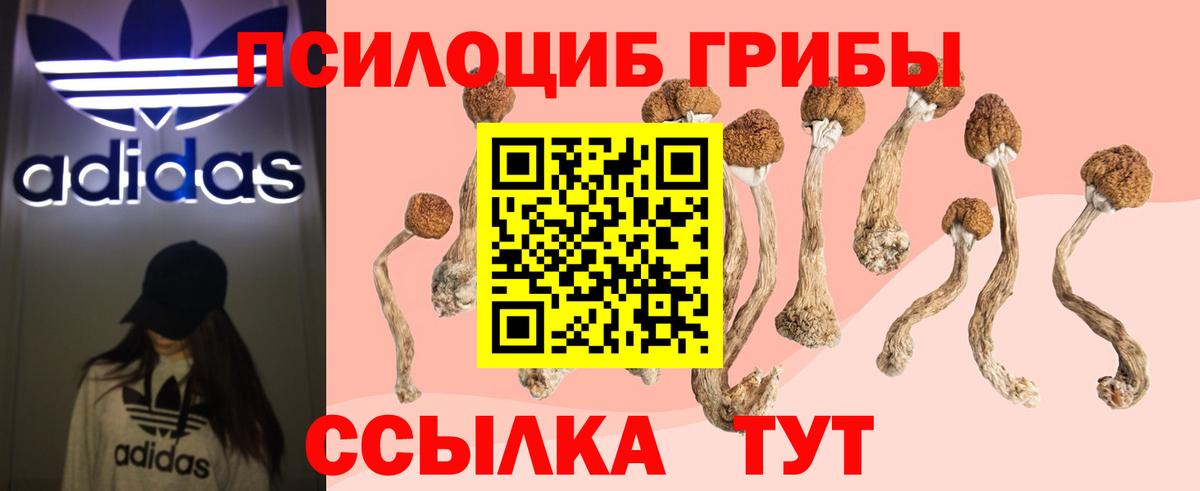 Омск  Псилоцибиновые грибы Cubensis  Вход с VPN 